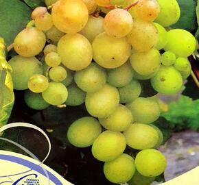 Réva vinná 'Lilla' - Vitis vinifera 'Lilla'