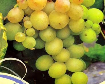 Réva vinná stolní 'Lilla'