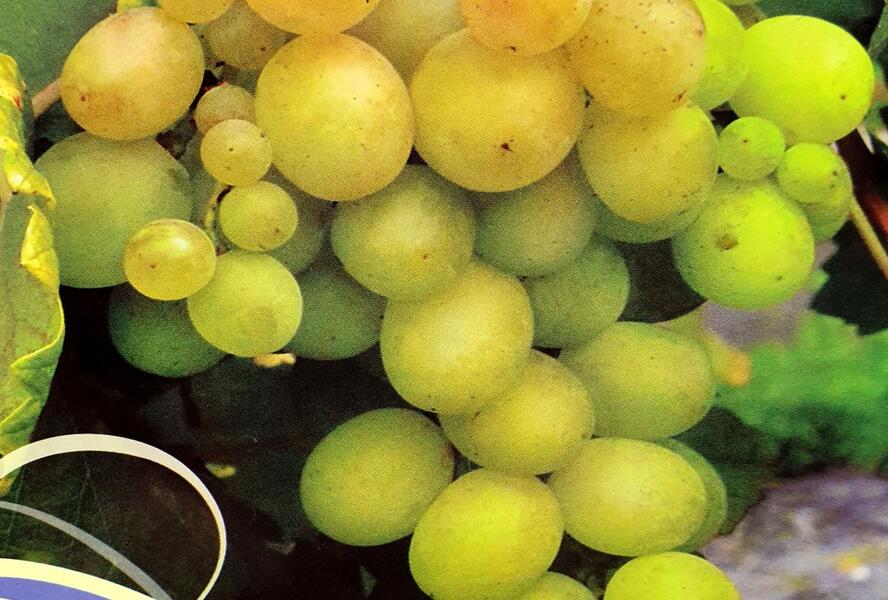 Réva vinná stolní 'Lilla' - Vitis vinifera 'Lilla'