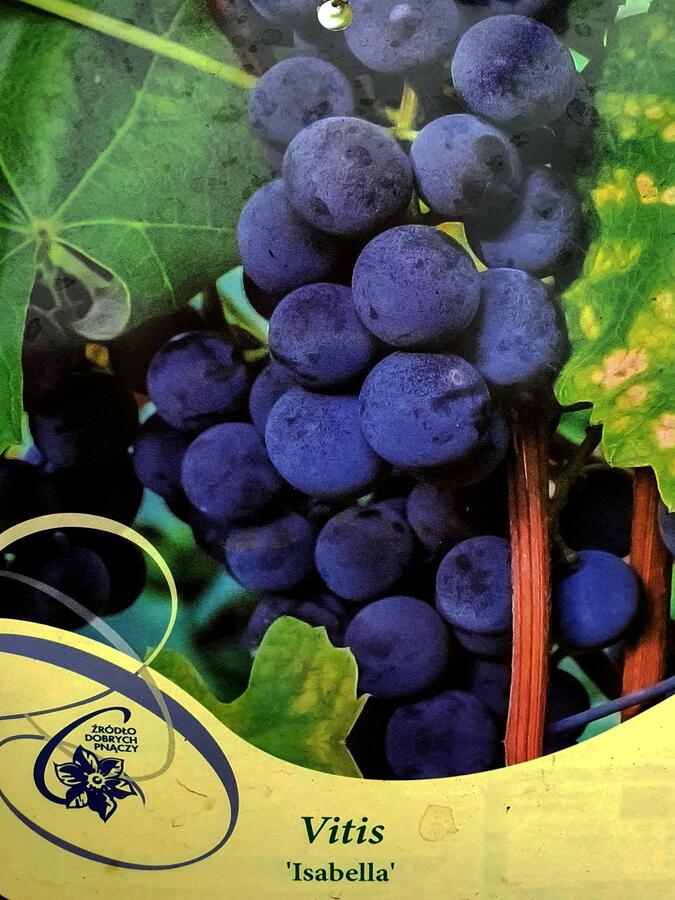 Réva vinná 'Isabella' - Vitis vinifera 'Isabella'