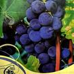 Réva vinná 'Isabella' - Vitis vinifera 'Isabella'