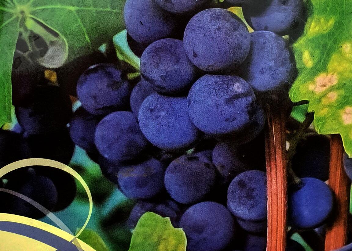 Réva vinná stolní i moštová 'Isabella' - Vitis vinifera 'Isabella'