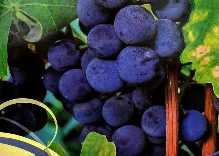 Réva vinná 'Isabella' - Vitis vinifera 'Isabella'