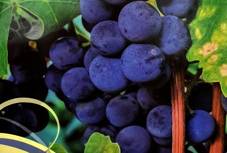 Réva vinná stolní i moštová 'Isabella' - Vitis vinifera 'Isabella'