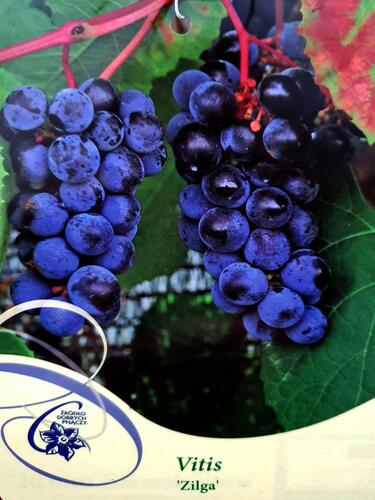 Réva vinná 'Zilga' - Vitis vinifera 'Zilga'