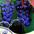 Réva vinná 'Zilga' - Vitis vinifera 'Zilga'