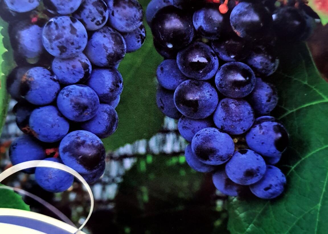 Réva vinná stolní 'Zilga' - Vitis vinifera 'Zilga'
