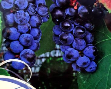 Réva vinná stolní 'Zilga'