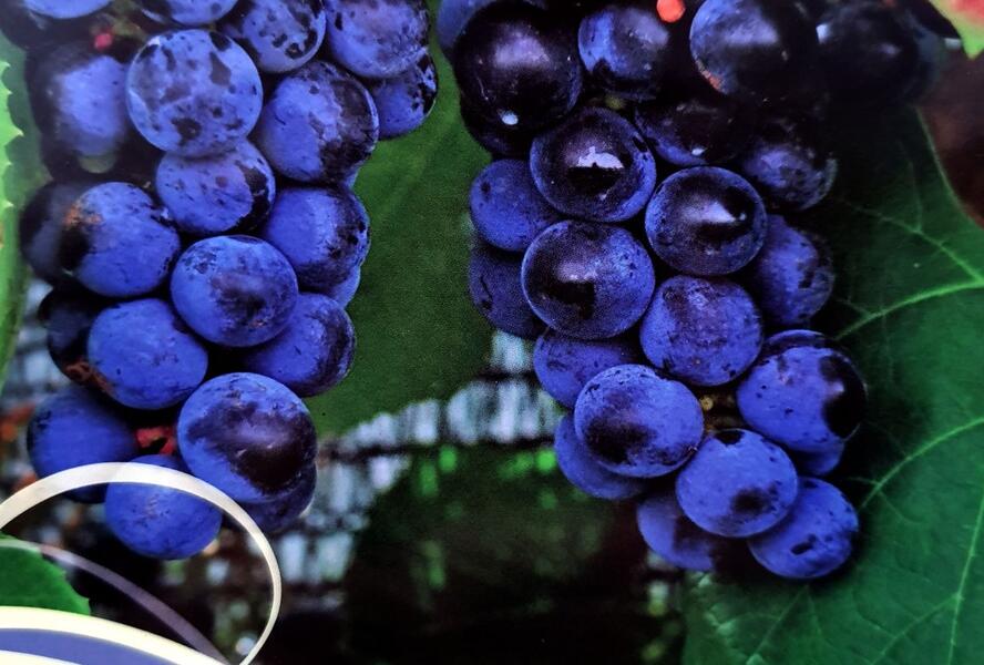 Réva vinná stolní 'Zilga' - Vitis vinifera 'Zilga'