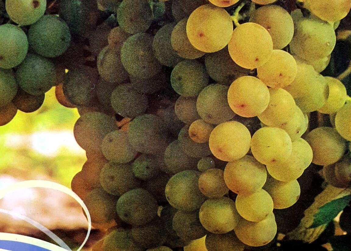 Réva vinná stolní i moštová 'Solaris' - Vitis vinifera 'Solaris'