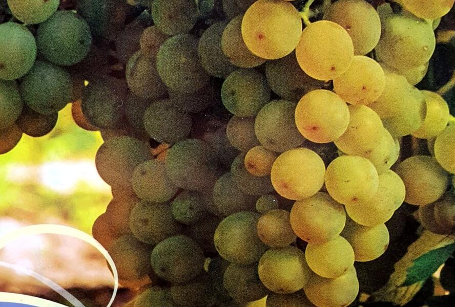 Réva vinná stolní i moštová 'Solaris' - Vitis vinifera 'Solaris'
