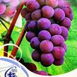 Réva vinná 'Reliance' - Vitis vinifera 'Reliance'