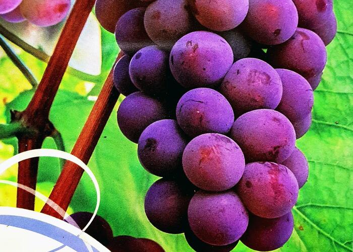 Réva vinná 'Reliance' - Vitis vinifera 'Reliance'