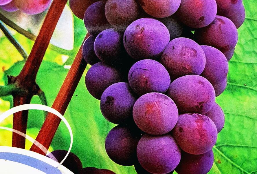Réva vinná stolní bezsemenná 'Reliance' - Vitis vinifera 'Reliance'