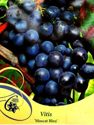 Réva vinná 'Muscat Bleu' - Vitis vinifera 'Muscat Bleu'