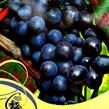 Réva vinná 'Muscat Bleu' - Vitis vinifera 'Muscat Bleu'