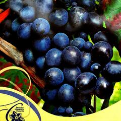 Réva vinná 'Muscat Bleu' - Vitis vinifera 'Muscat Bleu'