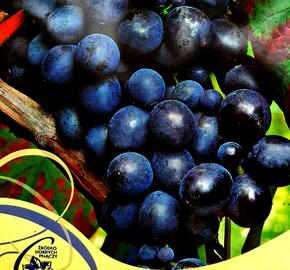 Réva vinná 'Muscat Bleu' - Vitis vinifera 'Muscat Bleu'