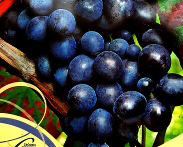 Réva vinná stolní i moštová 'Muscat Bleu'
