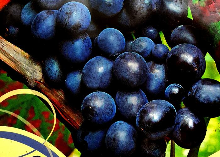 Réva vinná 'Muscat Bleu' - Vitis vinifera 'Muscat Bleu'
