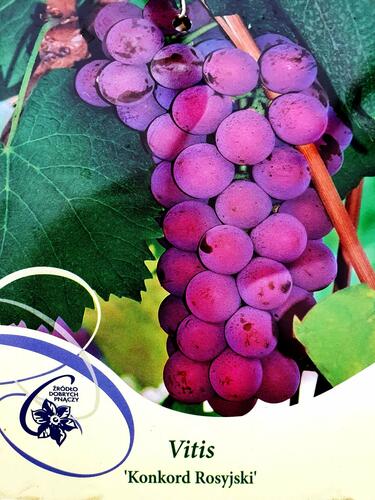 Réva vinná 'Russian Concorde' - Vitis vinifera 'Russian Concorde'