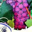 Réva vinná 'Russian Concorde' - Vitis vinifera 'Russian Concorde'