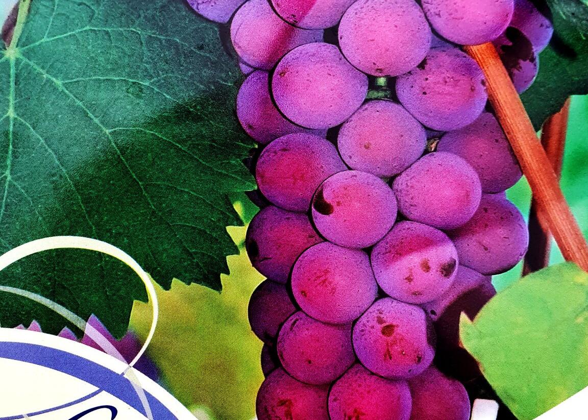 Réva vinná stolní 'Russian Concorde' - Vitis vinifera 'Russian Concorde'