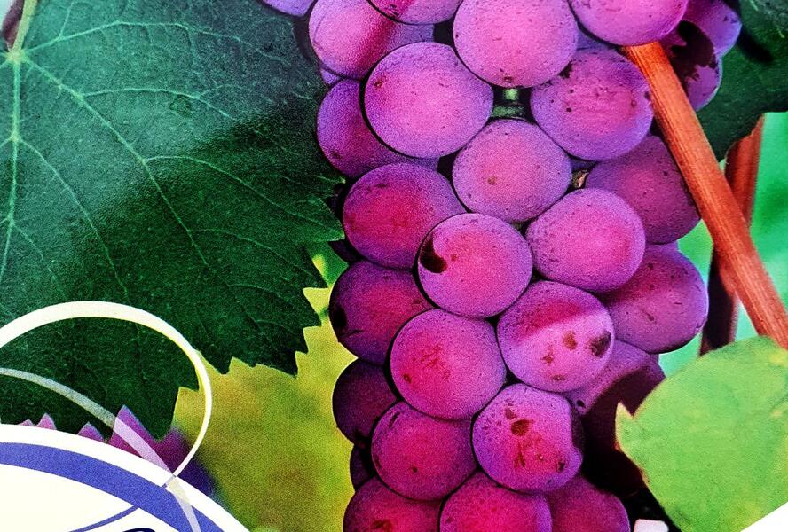 Réva vinná stolní 'Russian Concorde' - Vitis vinifera 'Russian Concorde'