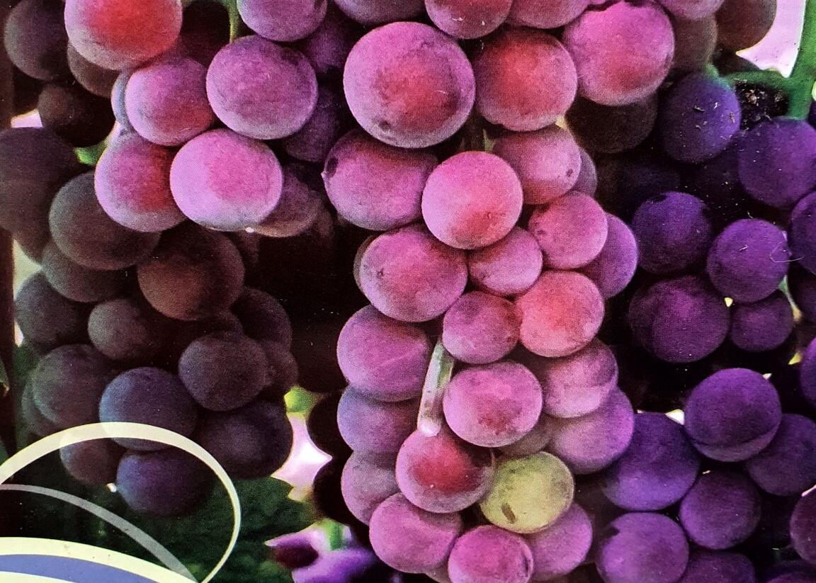 Réva vinná stolní 'Swenson Red' - Vitis vinifera 'Swenson Red'