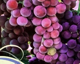 Réva vinná stolní 'Swenson Red'
