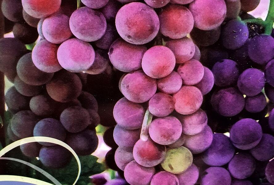 Réva vinná stolní 'Swenson Red' - Vitis vinifera 'Swenson Red'