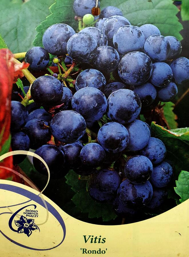 Réva vinná 'Rondo' - Vitis vinifera 'Rondo'