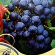 Réva vinná 'Rondo' - Vitis vinifera 'Rondo'