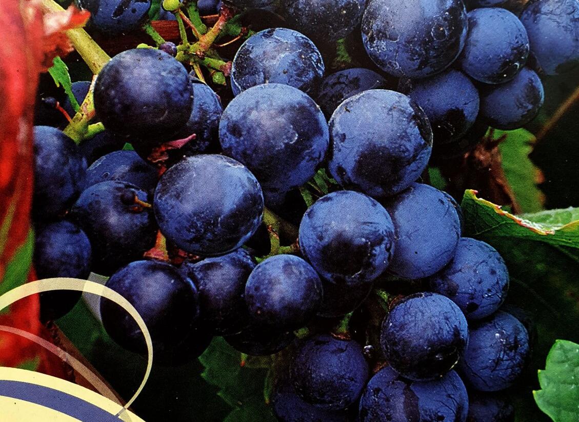 Réva vinná stolní i moštová 'Rondo' - Vitis vinifera 'Rondo'