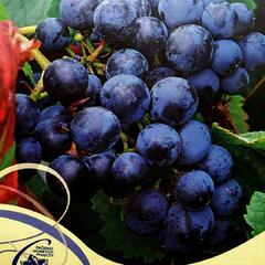 Réva vinná 'Rondo' - Vitis vinifera 'Rondo'