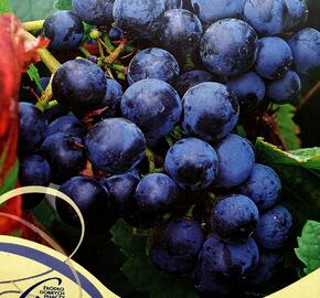 Réva vinná 'Rondo' - Vitis vinifera 'Rondo'