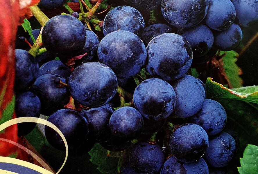 Réva vinná stolní i moštová 'Rondo' - Vitis vinifera 'Rondo'