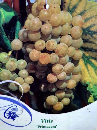 Réva vinná 'Primavera' - Vitis vinifera 'Primavera'