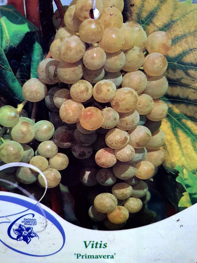 Réva vinná 'Primavera' - Vitis vinifera 'Primavera'