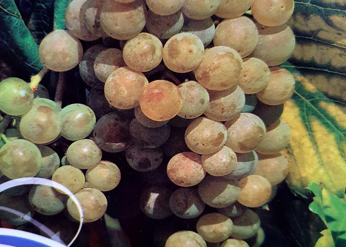 Réva vinná stolní 'Primavera' - Vitis vinifera 'Primavera'