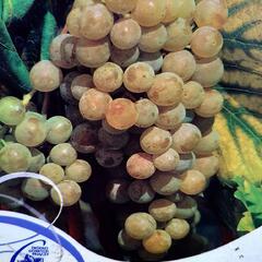 Réva vinná 'Primavera' - Vitis vinifera 'Primavera'