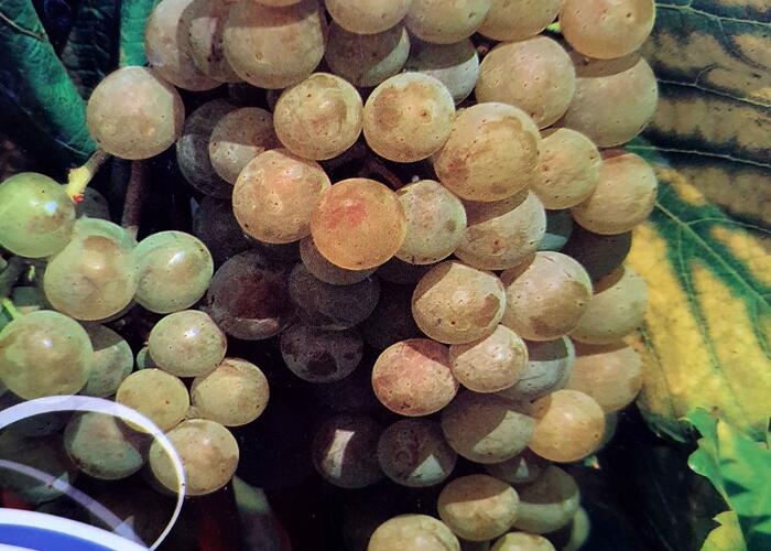 Réva vinná 'Primavera' - Vitis vinifera 'Primavera'