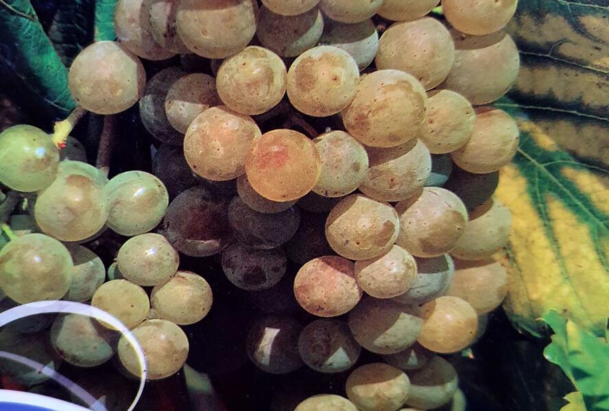 Réva vinná stolní 'Primavera' - Vitis vinifera 'Primavera'