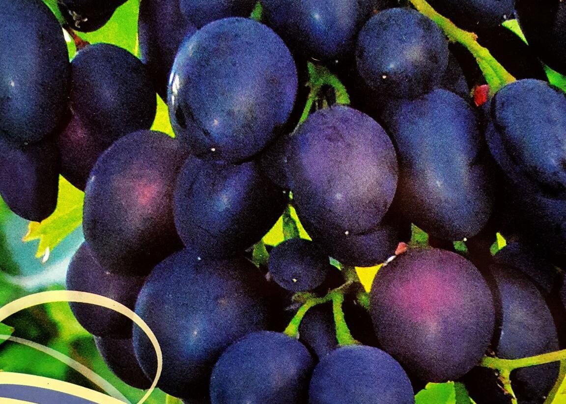 Réva vinná stolní 'Nadiezda Azos' - Vitis vinifera 'Nadiezda Azos'