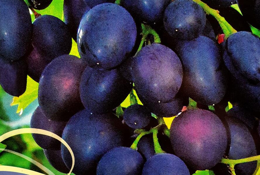 Réva vinná stolní 'Nadiezda Azos' - Vitis vinifera 'Nadiezda Azos'