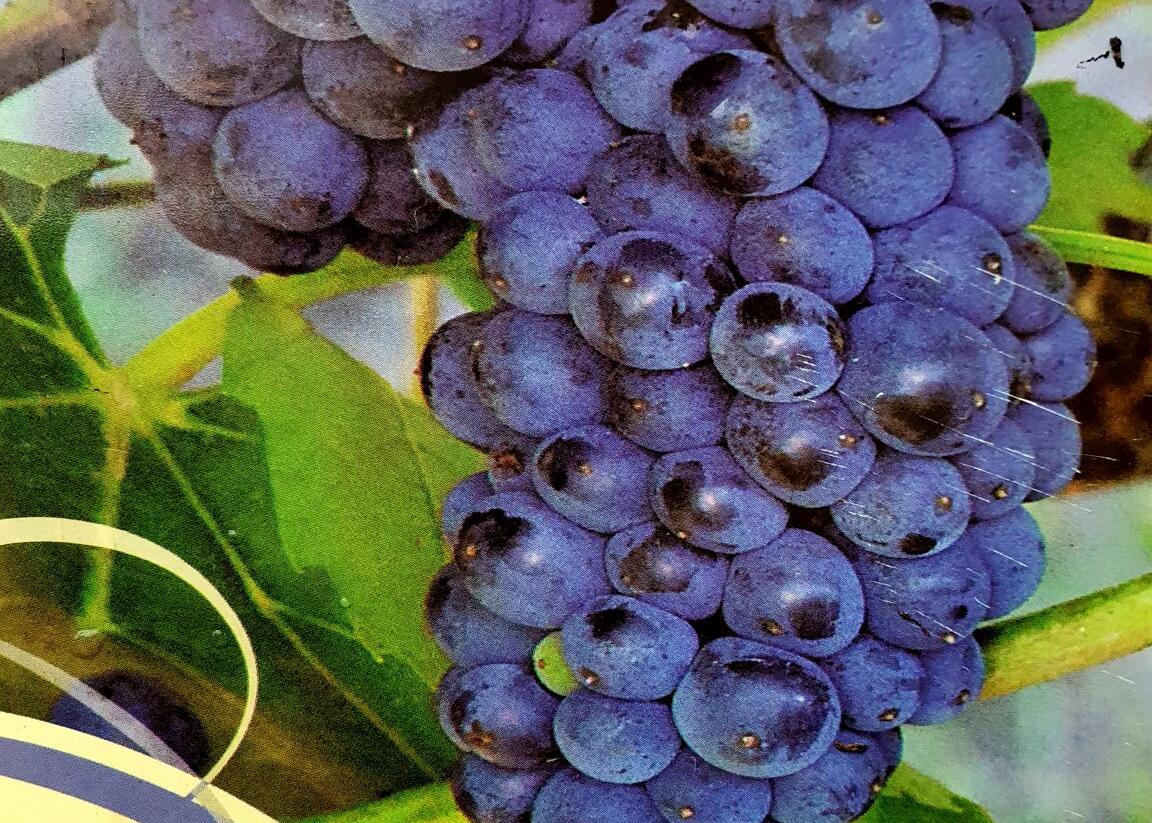 Réva vinná moštová 'Marechal Foch' - Vitis vinifera 'Marechal Foch'