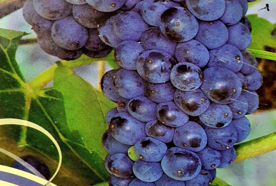 Réva vinná moštová 'Marechal Foch' - Vitis vinifera 'Marechal Foch'