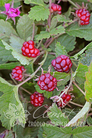 Ostružiník arktický 'Tarja' - Rubus arcticus 'Tarja'