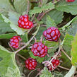 Ostružiník arktický 'Tarja' - Rubus arcticus 'Tarja'