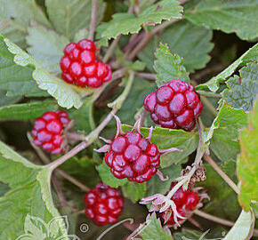 Ostružiník arktický 'Tarja' - Rubus arcticus 'Tarja'